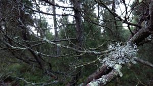 Fopa 2. HJ 2018: Kategorie Abstrakt, Flechtem im Tanner Moor im Mühlviertel, Oberösterreich. Wanderhunger