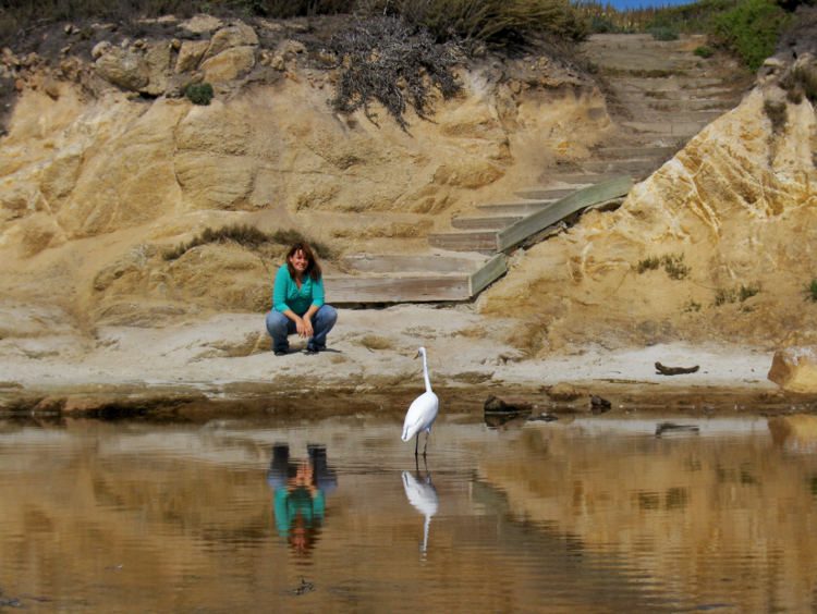 Ein Wasservogel, Reiher, an der Küste von Monterey. Wanderhunger. Von Monterey in's Death Valley