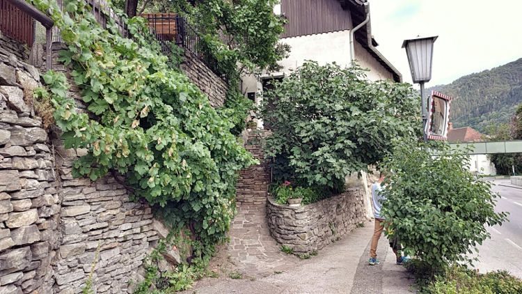 Ein schöner, bewachsener Eingang zu einem Haus in Spitz an der Donau. Wanderhunger