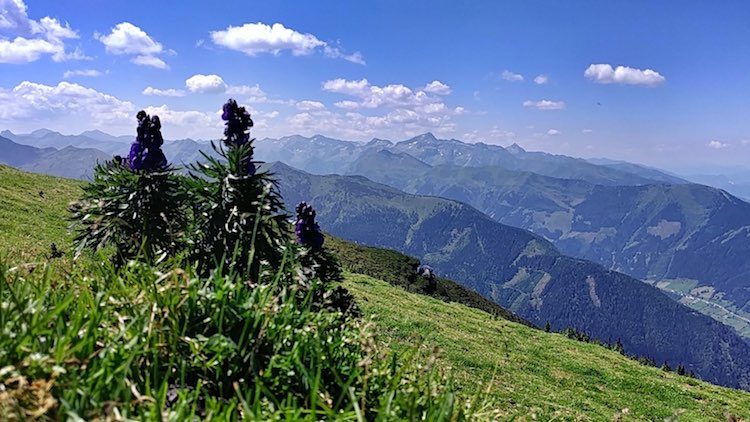 Almpflanzen und Bergpanorama vom Gumpeneck-Gipfel aus gesehen. Wanderhunger