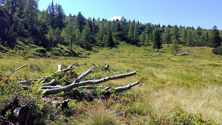 Ausgebleichte Holzstämme auf der Gumpenalm. Wanderhunger