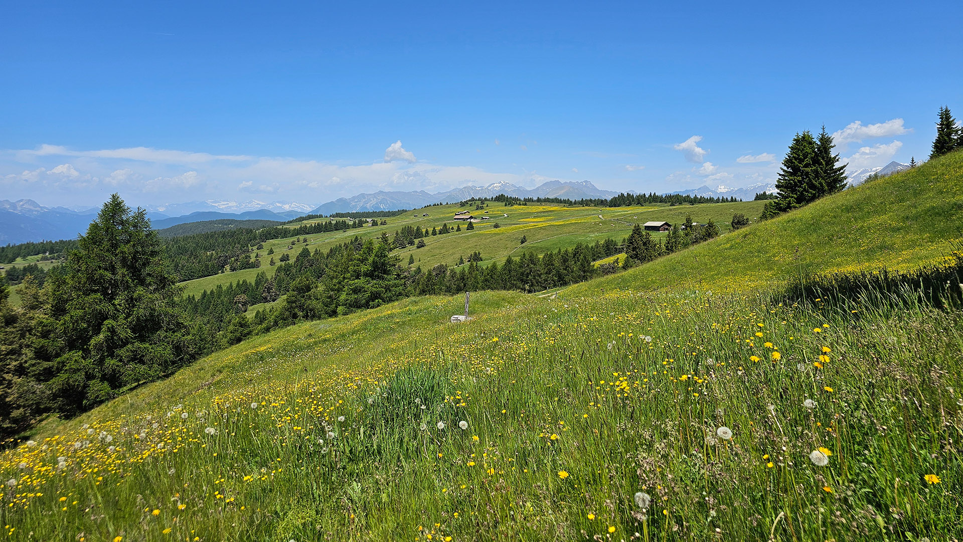 Almwiese mit Bergzug im Hintergrund