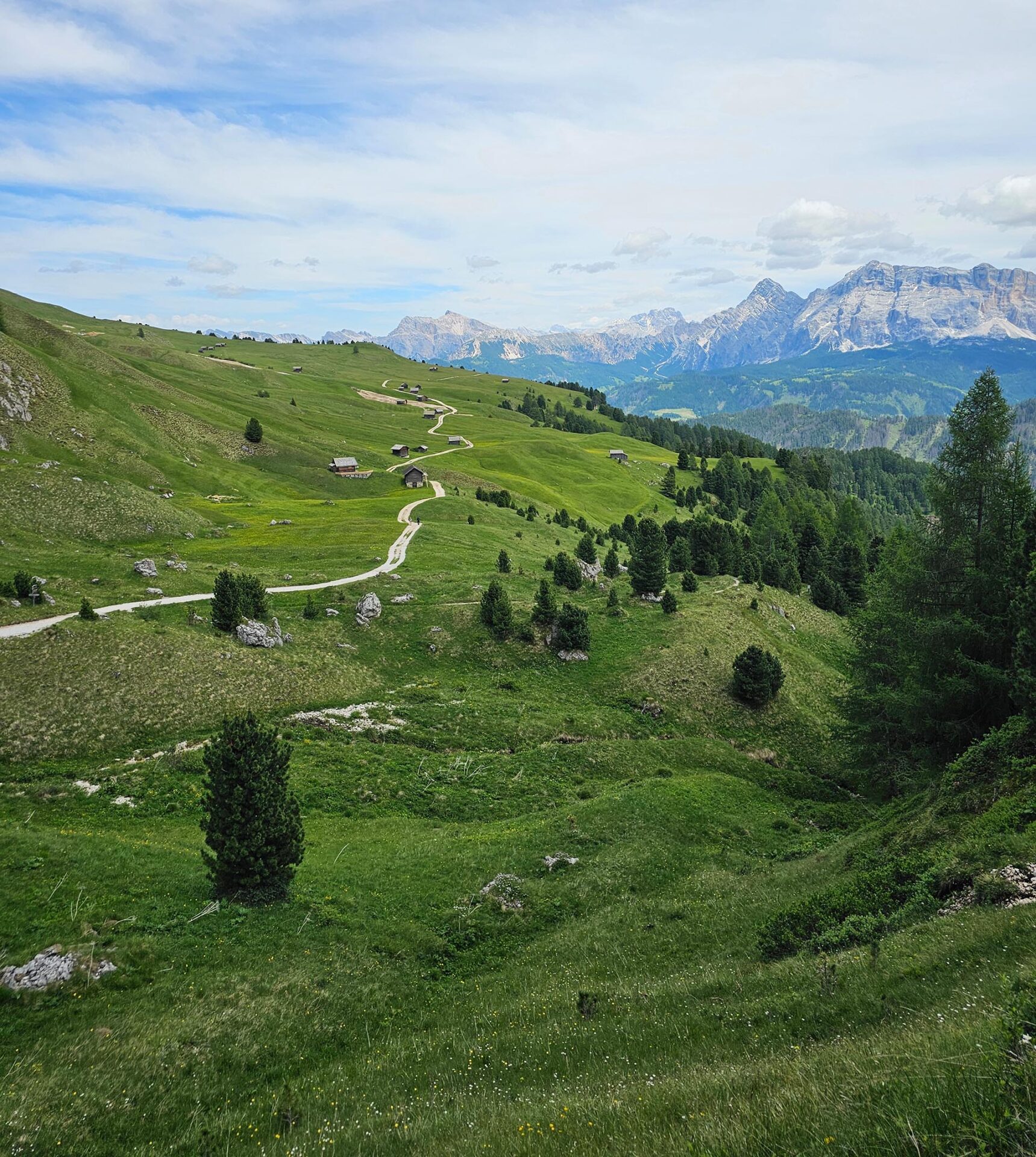 Blick auf eine Almwiese vor Gebirgspanorama