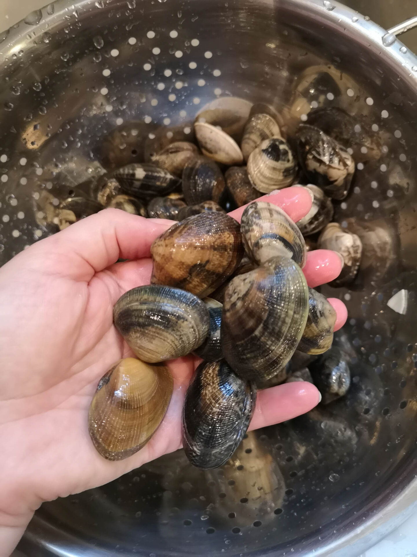 Eine Hand hält einige geputzte Vongole Muscheln
